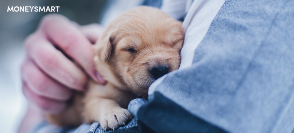 13 Animal Shelters for Puppy, Kitten and Rabbit Adoption in Singapore (Some Are Free!)