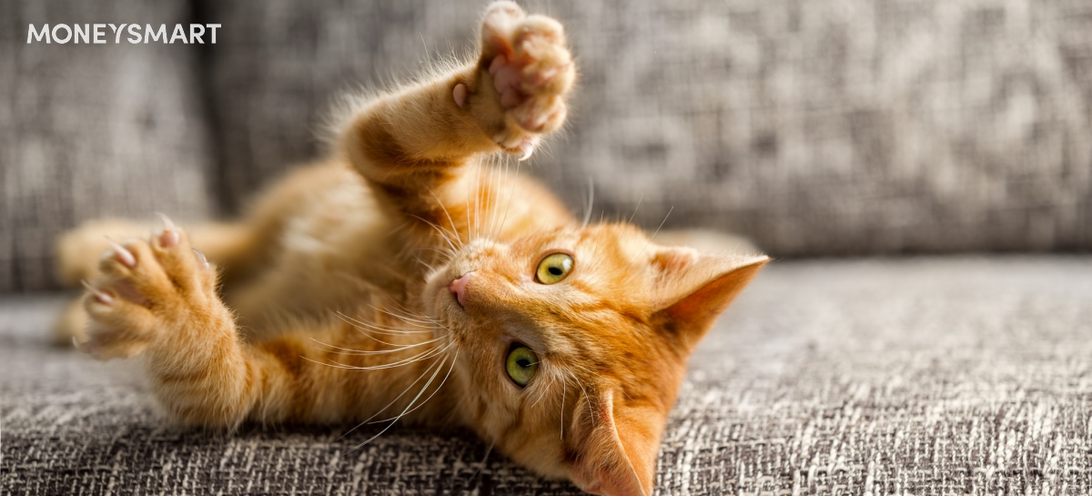 4 Unexpected Things Cat Owners End Up Having to Spend Money On