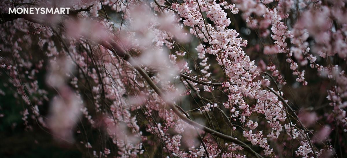 Cherry Blossom Forecast (2019) - Sakura Bloom Dates, Last-Minute Flight Prices & More