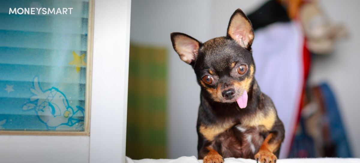 Pets in HDB flats: Can You Keep Dogs, Cats and Other Pets in Your HDB Flat?