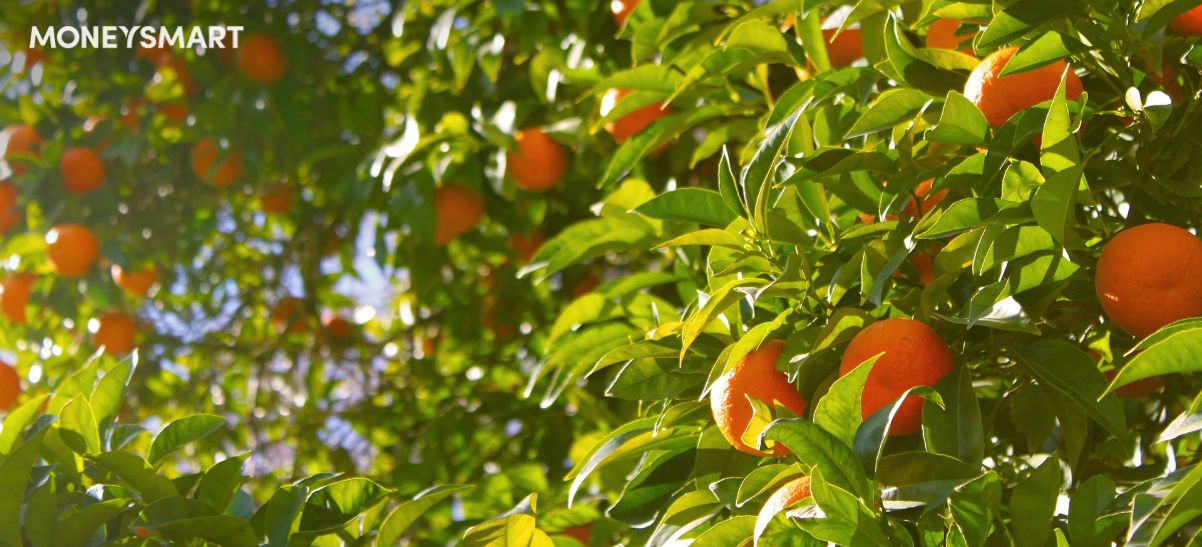 CNY Plant & Flower Prices (2022) - Money Plant, Kumquat, Bamboo & More