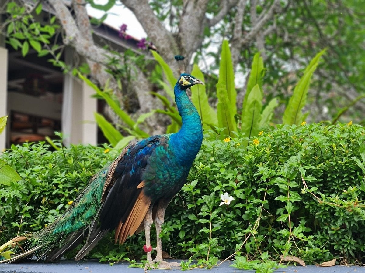 Sofitel Singapore Sentosa contest - win staycation