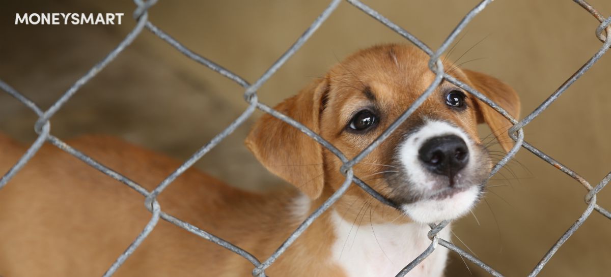 The Costs of Running Dog Shelter, Voices For Animals, in Singapore: "It's Always A Loss We're Making"