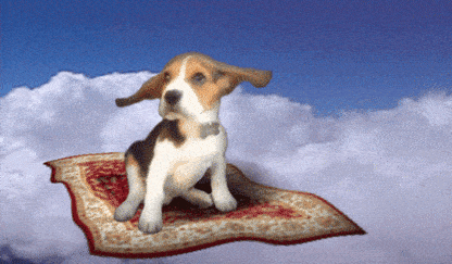 How Much Does It Cost To Travel With Pets?