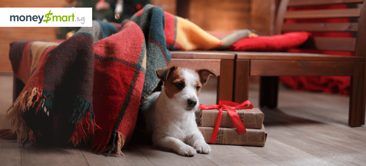 6 Unexpected Costs of Owning a Pet in Singapore
