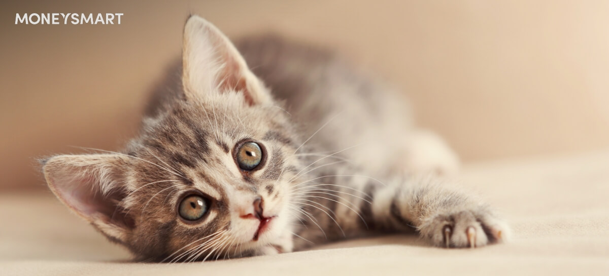 Cat Adoption and Ownership in Singapore - How Much Does it Cost?