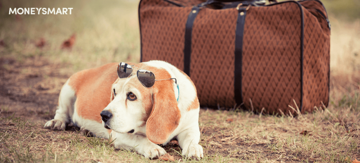 Going on Holiday and Looking for Pet Accommodation in Singapore? Here are Your 3 Options