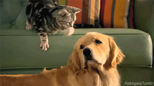 Best Pet Insurance in Singapore (2026)—Compare Plans, Costs & Coverage