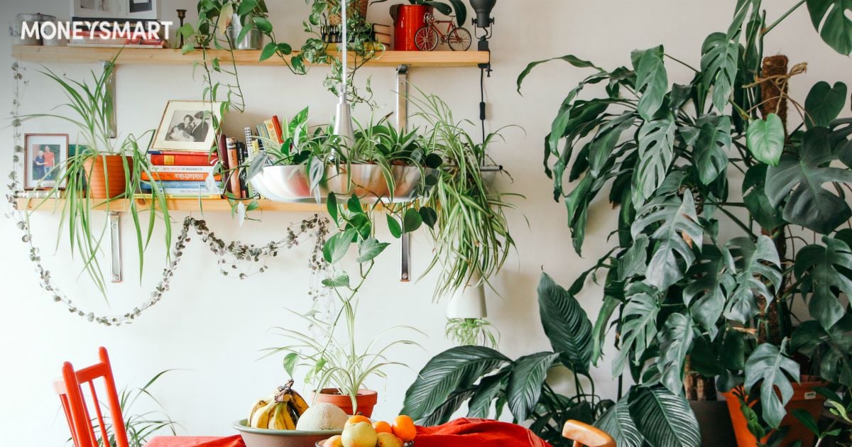Plant Nurseries in Singapore (2020) - Popular House Plants & Where To Buy Them