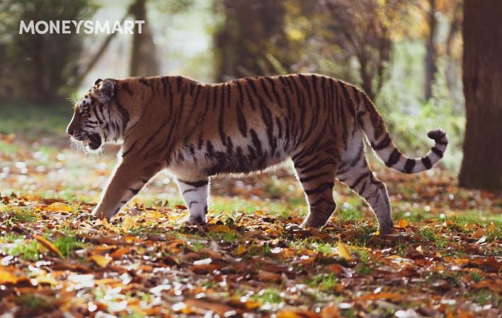Tiger Brokers Fees & Review (2022): Is Tiger Brokers Safe?